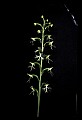 01117-00066-Ragged-fringed Orchid, Platanthera lacera.jpg