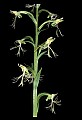 01117-00067-Ragged-fringed Orchid, Platanthera lacera.jpg