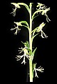 01117-00068-Ragged-fringed Orchid, Platanthera lacera.jpg