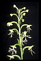 01117-00069-Ragged-fringed Orchid, Platanthera lacera.jpg