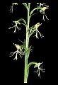 01117-00071-Ragged-fringed Orchid, Platanthera lacera.jpg