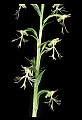 01117-00072-Ragged-fringed Orchid, Platanthera lacera.jpg