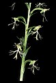 01117-00073-Ragged-fringed Orchid, Platanthera lacera.jpg