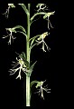 01117-00074-Ragged-fringed Orchid, Platanthera lacera.jpg