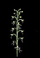 01117-00075-Ragged-fringed Orchid, Platanthera lacera.jpg