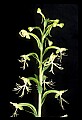 01117-00076-Ragged-fringed Orchid, Platanthera lacera.jpg
