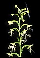 01117-00077-Ragged-fringed Orchid, Platanthera lacera.jpg