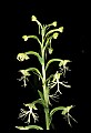 01117-00078-Ragged-fringed Orchid, Platanthera lacera.jpg