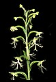 01117-00079-Ragged-fringed Orchid, Platanthera lacera.jpg