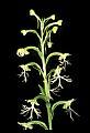 01117-00080-Ragged-fringed Orchid, Platanthera lacera.jpg
