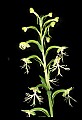 01117-00081-Ragged-fringed Orchid, Platanthera lacera.jpg
