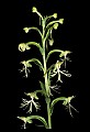01117-00082-Ragged-fringed Orchid, Platanthera lacera.jpg
