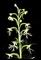 01117-00083-Ragged-fringed Orchid, Platanthera lacera.jpg