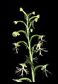 01117-00085-Ragged-fringed Orchid, Platanthera lacera.jpg