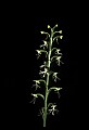 01117-00086-Ragged-fringed Orchid, Platanthera lacera.jpg