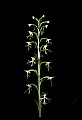 01117-00087-Ragged-fringed Orchid, Platanthera lacera.jpg