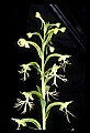 01117-00088-Ragged-fringed Orchid, Platanthera lacera.jpg