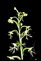 01117-00089-Ragged-fringed Orchid, Platanthera lacera.jpg