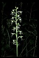 01117-00090-Ragged-fringed Orchid, Platanthera lacera.jpg