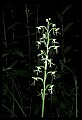 01117-00091-Ragged-fringed Orchid, Platanthera lacera.jpg