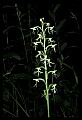 01117-00092-Ragged-fringed Orchid, Platanthera lacera.jpg