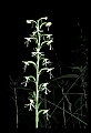 01117-00093-Ragged-fringed Orchid, Platanthera lacera.jpg