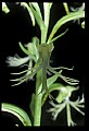 01117-00094-Ragged-fringed Orchid, Platanthera lacera.jpg