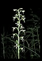 01117-00095-Ragged-fringed Orchid, Platanthera lacera.jpg
