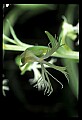 01117-00096-Ragged-fringed Orchid, Platanthera lacera.jpg