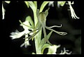 01117-00097-Ragged-fringed Orchid, Platanthera lacera.jpg