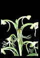 01117-00098-Ragged-fringed Orchid, Platanthera lacera.jpg