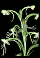 01117-00100-Ragged-fringed Orchid, Platanthera lacera.jpg