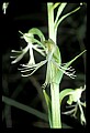 01117-00101-Ragged-fringed Orchid, Platanthera lacera.jpg