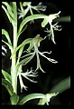 01117-00102-Ragged-fringed Orchid, Platanthera lacera.jpg