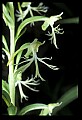 01117-00103-Ragged-fringed Orchid, Platanthera lacera.jpg