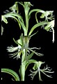 01117-00106-Ragged-fringed Orchid, Platanthera lacera.jpg