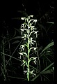 01117-00107-Ragged-fringed Orchid, Platanthera lacera.jpg