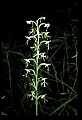 01117-00108-Ragged-fringed Orchid, Platanthera lacera.jpg