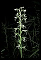 01117-00109-Ragged-fringed Orchid, Platanthera lacera.jpg