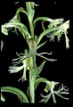 01117-00110-Ragged-fringed Orchid, Platanthera lacera.jpg