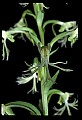 01117-00111-Ragged-fringed Orchid, Platanthera lacera.jpg