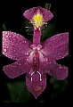 01123-00001-Grass Pink-Calopogon pulchellus.jpg