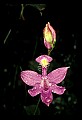 01123-00005-Grass Pink-Calopogon pulchellus.jpg
