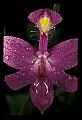 01123-00006-Grass Pink-Calopogon pulchellus.jpg