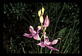 01123-00017-Grass Pink-Calopogon pulchellus.jpg