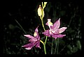 01123-00018-Grass Pink-Calopogon pulchellus.jpg
