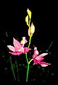 01123-00019-Grass Pink-Calopogon pulchellus.jpg