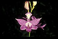 01123-00020-Grass Pink-Calopogon pulchellus.jpg