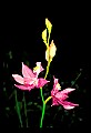 01123-00021-Grass Pink-Calopogon pulchellus.jpg
