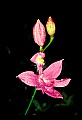 01123-00022-Grass Pink-Calopogon pulchellus.jpg